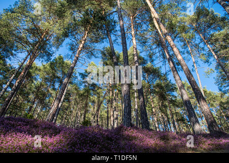 Schönen Wald mit rosa Blumen Erika Stockfoto