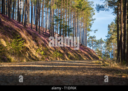 Schönen Wald mit rosa Blumen Erika Stockfoto