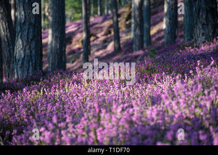 Schönen Wald mit rosa Blumen Erika Stockfoto