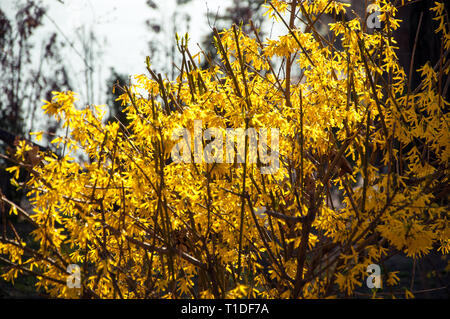 Forsythia oder Ostern Baum leuchtend gelben mehrere Blumen Stockfoto