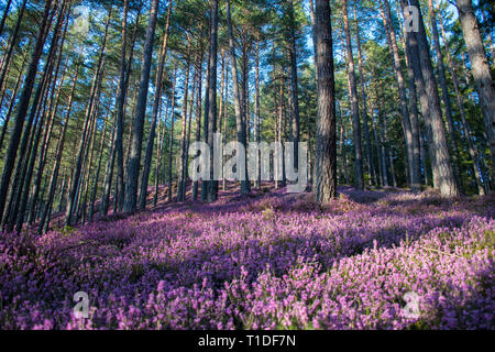 Schönen Wald mit rosa Blumen Erika Stockfoto