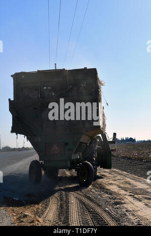 Einen Baumwollpflücker ernten Baumwolle Stockfoto