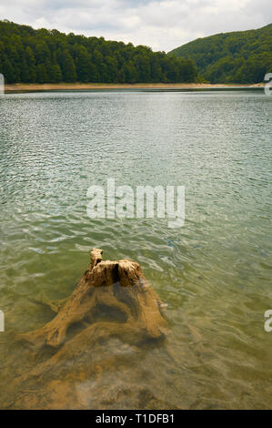 Eingetaucht im Leitungsbündel in Irabia Sumpf, umgeben von Buche (Fagus sylvatica) und Tannen (Abies alba) gemischter Wald (Wald von Irati, Navarra, Spanien) Stockfoto