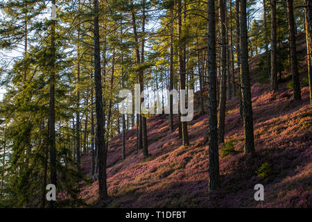 Schönen Wald mit rosa Blumen Erika Stockfoto