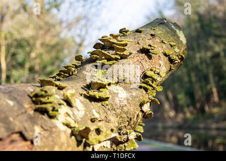Ein Zweig bisher Schnitt von einem Baum mit baumpilzen (wahrscheinlich Trametes versicolor) Der grüne und gelbe Färbung von der verfallenden Rinde Stockfoto