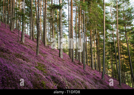 Schönen Wald mit rosa Blumen Erika Stockfoto