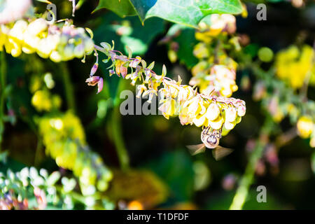 Gelbe Mahonia Blumen mit einem frühen Frühling Honigbiene Apis mellifera Fütterung mit Flügeln aus der Bewegung verschwommen Stockfoto