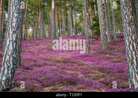 Schönen Wald mit rosa Blumen Erika Stockfoto