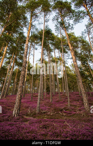 Schönen Wald mit rosa Blumen Erika Stockfoto