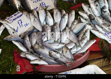 Raw nass Bluefish mit Preisschild am Fischmarkt in Istanbul, Türkei Stockfoto