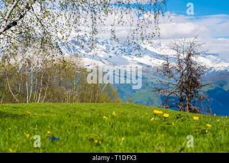 Frühling in den Bergen: Eine frische Wiese mit blühenden Blumen und Bäumen mit Knospen Blühen gegen Schnee Berge. Hatsvali, Swaneti, Georgien im Juni. Stockfoto