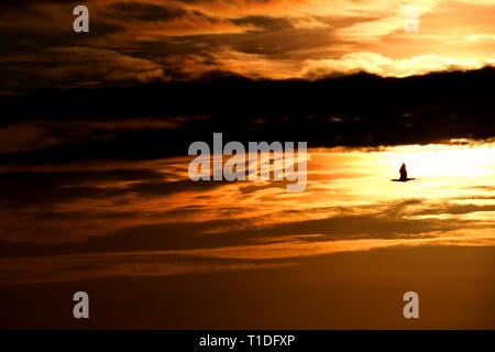 Goldener Sonnenuntergang Stockfoto