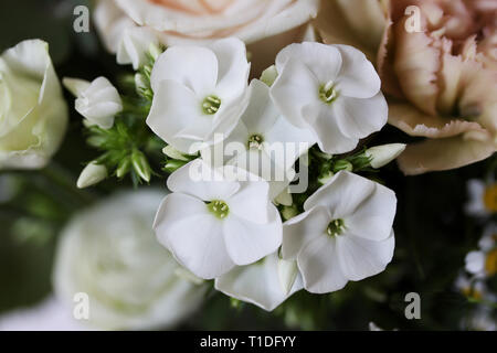 Schöne kleine weiße Orchideen Blumen mit unscharfen Rosen im Hintergrund - Nahaufnahme Foto Stockfoto