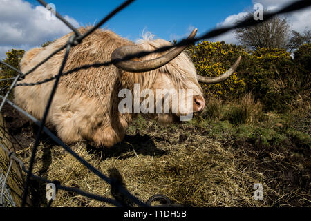 Weißes Highland Kuh steht im Feld umgeben von Heu essen in der warmen Frühlingssonne Schottland Stockfoto