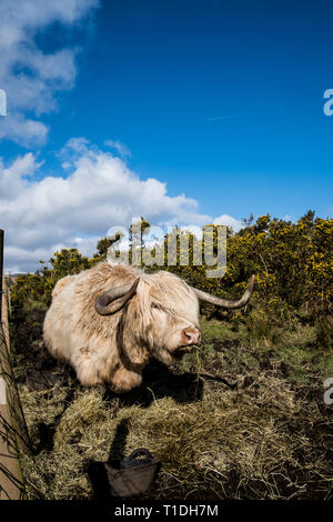 Weißes Highland Kuh steht im Feld umgeben von Heu essen in der warmen Frühlingssonne Schottland Stockfoto