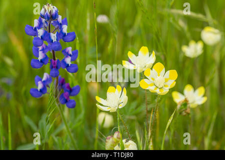 Douglas' Lupin und Sahne Becher in einer Wiese bei Van Hoosear Wildflower bewahren, Sonoma, Kalifornien Stockfoto