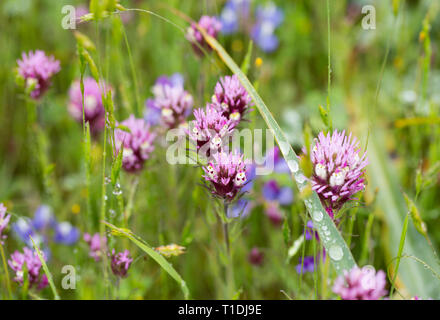 Der rote Eule Klee und Douglas' Lupinen Wildblumen bei Van Hoosear Wildflower bewahren in Sonoma, Kalifornien Stockfoto