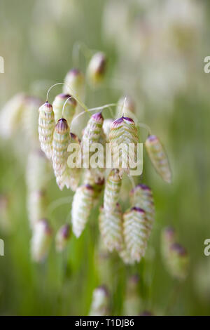 Nahaufnahme von Klapperschlange Gras, eine wilde, nicht-native Grass, bei Van Hoosear Wildflower bewahren in Sonoma, Ca Stockfoto