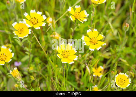Gelbe und weiße ordentlich Tipps, eine Wildflower native zu Kalifornien, bei Van Hoosear Wildflower bewahren in Sonoma, Ca Stockfoto