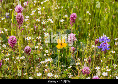 Der rote Eule Klee, Douglas' Lupine, Kalifornien Golden Violett, und andere Wildblumen, Sonoma, Kalifornien Stockfoto