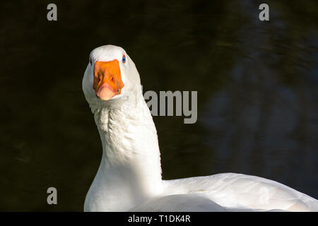 Weiße Gans mit Orangenschnabel, Embdengans in Nahaufnahme Stockfoto