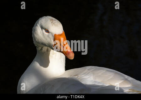 Weiße Gans mit Orangenschnabel, Embdengans in Nahaufnahme Stockfoto