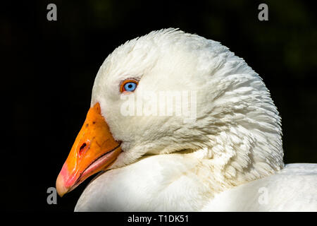 Weiße Gans mit orangefarbenen Schnabel, Embden gans in der Nähe Stockfoto