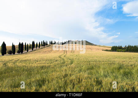 Ein isoliertes Haus und Zypressen in einem Feld im Val d'Orcia (oder valdorcia), ein sehr beliebtes Reiseziel in der Toskana, Italien Stockfoto