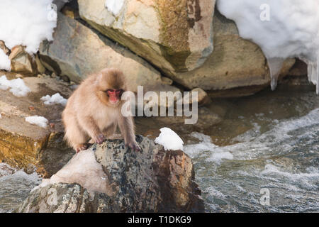Japanischen Makaken, die einen Fluß überquert, Stockfoto