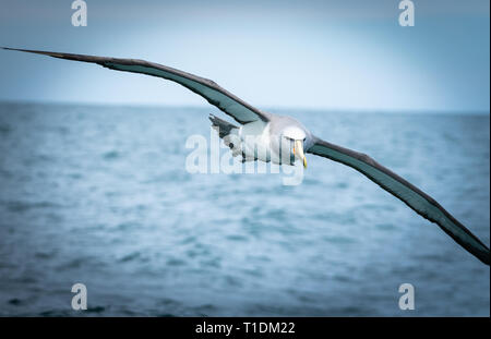 Neuseeland coastal Albatros seabird Stockfoto