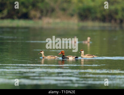 Red Crested Pochard Herde in Gewässer in Bharatpur Vogelschutzgebiet, Rajasthan, Indien Stockfoto