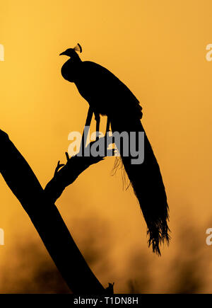 Peacock gegen die aufsteigende Sonne in Bharatpur Vogelschutzgebiet, Rajasthan, Indien Stockfoto