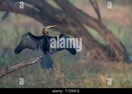 Schlange, Vogel oder Darter in Bharatpur Vogelschutzgebiet, Rajasthan, Indien Stockfoto
