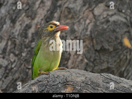 Lineated Barbet auf Baumstamm in Bharatpur Vogelschutzgebiet, Rajasthan, Indien Stockfoto