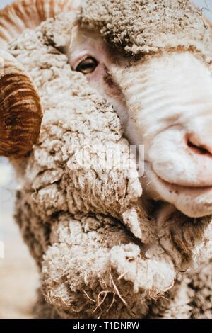 Porträt eines Ram bei Wanaka A&P zeigen, NZ Stockfoto