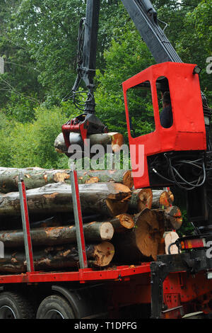 Der Kran lasten Holz für das Auto im Wald. Stockfoto