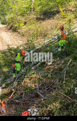 Holzfäller im Wald arbeiten Stockfoto