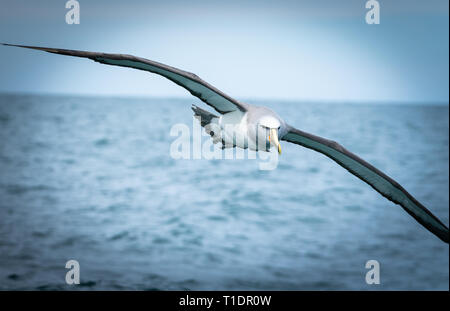 Neuseeland coastal Albatros seabird Stockfoto