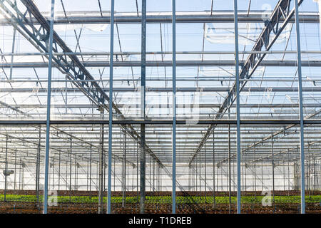 Gewächshaus mit Kopfsalat in maasdijk an einem sonnigen Tag im Westland in den Niederlanden. Stockfoto