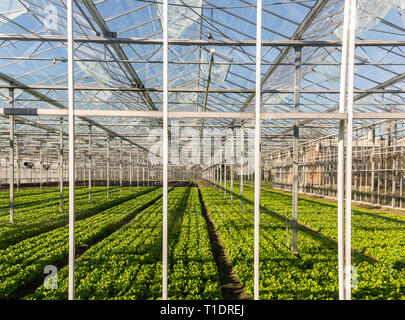 Gewächshaus mit Kopfsalat in maasdijk an einem sonnigen Tag im Westland in den Niederlanden. Stockfoto