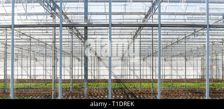 Gewächshaus mit Kopfsalat in maasdijk an einem sonnigen Tag im Westland in den Niederlanden. Stockfoto