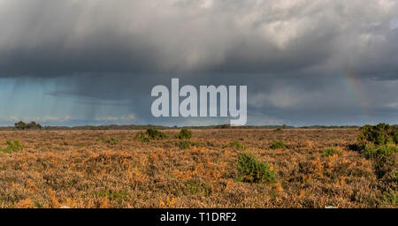 Regen und Sturm mit Rainbow im neuen Wald mit Heide im Herbst, England. Stockfoto