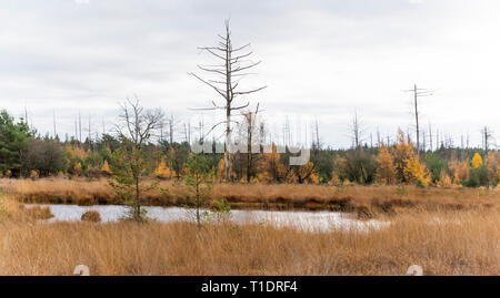 Kleiner See im Herbst mit toten Bäume im Nationalpark Dwingelderveld in der Provinz Drenthe, Niederlande. Stockfoto