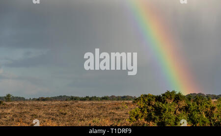 Regen und Sturm mit Rainbow im neuen Wald mit Heide im Herbst, England. Stockfoto