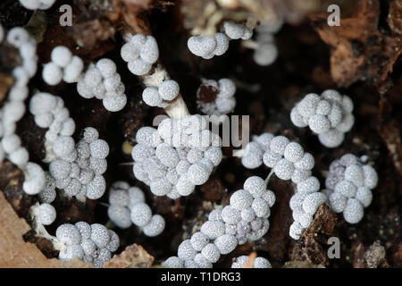 Gelbe Schleimpilze, Badhamia utricularis, ein frisches Exemplar aus Finnland Stockfoto