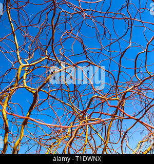 Korkenzieher golden Weidenzweige gegen den blauen Himmel im Winter sonniger Tag. Salix Matsudana. Natürliche Hintergrund Stockfoto