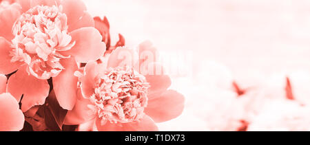 Frühling Blumen Konzept Stockfoto
