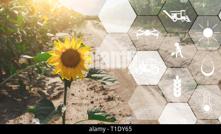 Konzept des smart Landwirtschaft und moderne Technik Stockfoto