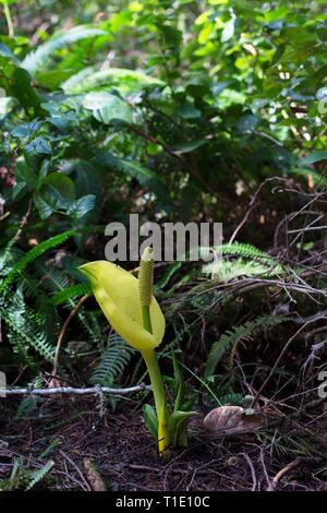 Skunk cabbage, auch bekannt als Symplocarpus Purpurascens, in der Nähe von Florence, Oregon, USA. Stockfoto