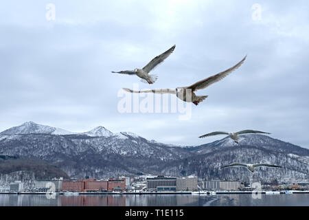 Möwen fliegen, unser Boot in See Toya, Hokkaido, Japan jagen Stockfoto